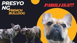 bully price philippines|French Bulldog for Sale Philippines (Current Price).